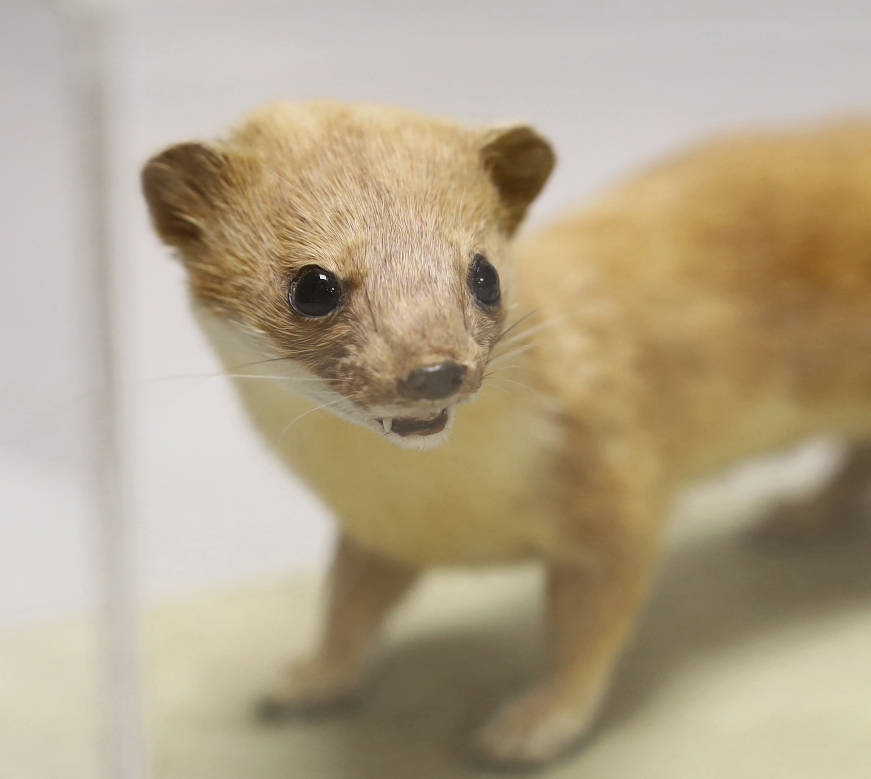 A cased museum mounted taxidermy specimen of a stoat and two mounted moths